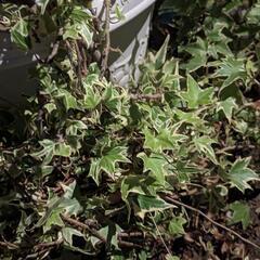 植物 交換 友達 募集 - 石巻市
