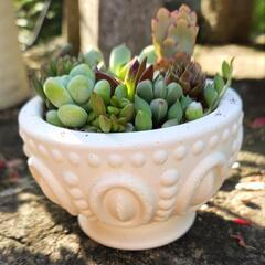 多肉植物寄せ植え+セメント鉢🟡黄色