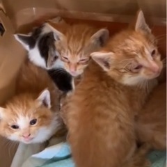 （一旦募集中止しています）子猫里親募集 - 北名古屋市
