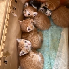 （一旦募集中止しています）子猫里親募集