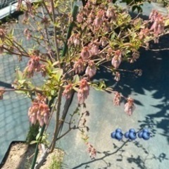 家庭菜園用　土