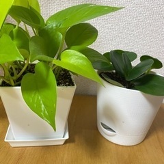 生活雑貨 家庭用品 ガーデニング
