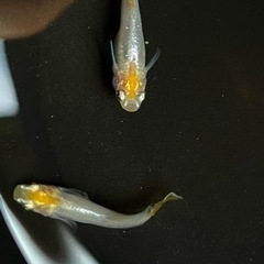 めだか各種