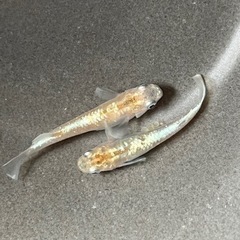 めだか各種の画像
