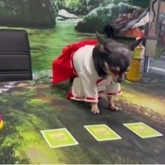 【巫女占い犬】鑑定師　天照大神のお膝元サロで開運‼️