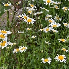 シャスタデージー 苗 3個の画像