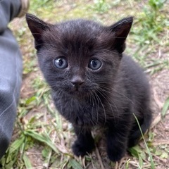 クロキジ子猫