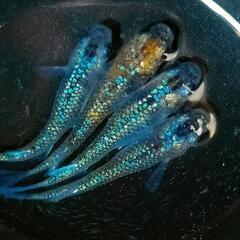 🦋💙ユリシス💙🦋２ペア✨青勝ち🌀丹頂🧡２０００円‼️　めだか　ダ...