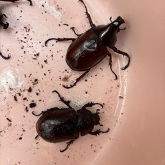 ニセヒメカブト　ペア①
