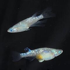 【サウザーメダカ】流星の如く(りゅうせいのごとく)♪流れ星のように優雅☆彡の画像