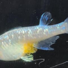 【サウザーメダカ】流星の如く(りゅうせいのごとく)♪流れ星のように優雅☆彡の画像