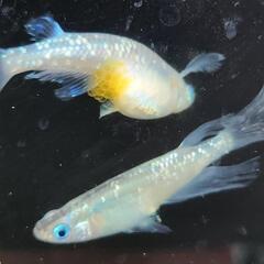 【サウザーメダカ】流星の如く(りゅうせいのごとく)♪流れ星のように優雅☆彡の画像