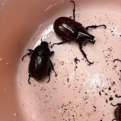 ニセヒメカブト　ペア②
