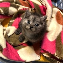 問い合わせ多数のためいったん締め切ります