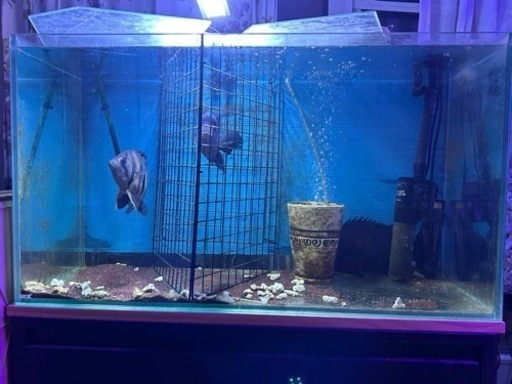 淡水大型熱帯魚