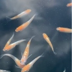 完売ダイアナ妃　幼魚10匹　メダカ　めだか　睡蓮　スイレン　ビオトープの画像