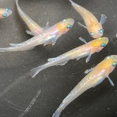 完売ダイアナ妃　幼魚10匹　メダカ　めだか　睡蓮　スイレン　ビオトープの画像