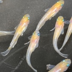 完売ダイアナ妃　幼魚10匹　メダカ　めだか　睡蓮　スイレン　ビオトープの画像