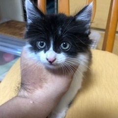 里親様が見つかりましました。沢山のお問合せ有難う御座いました。