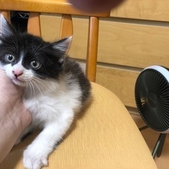 里親様が見つかりましました。沢山のお問合せ有難う御座いました。 - 鎌ケ谷市