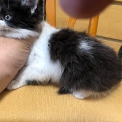 里親様が見つかりましました。沢山のお問合せ有難う御座いました。 - 猫