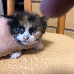 2〜3ヶ月くらいの子猫