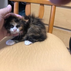 2〜3ヶ月くらいの子猫 − 千葉県