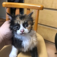 2〜3ヶ月くらいの子猫 - 鎌ケ谷市