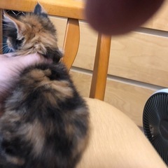 2〜3ヶ月くらいの子猫 - 猫