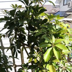 大きくて存在感のあるカポック鉢植えの画像