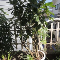 大きくて存在感のあるカポック鉢植えの画像