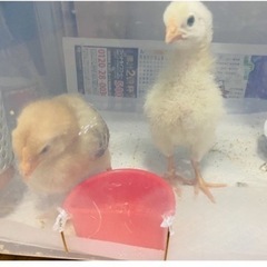 待ちに待った今年も皆んなで田植えイベント❤️の画像