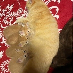 茶トラ子猫里親募集