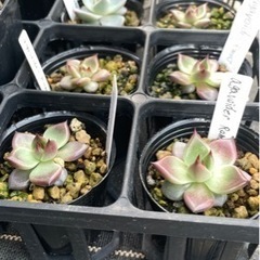 多肉植物 ロメオ
