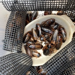無料で差し上げます　デュビア　爬虫類・大型熱帯魚のエサなどに