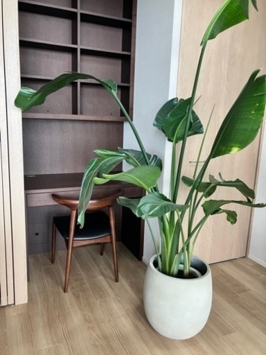 【値下げ】観葉植物ストレリチアオーガスタ