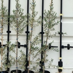 【引き取り限定】オリーブ苗木約150cm🌱再入荷‼️