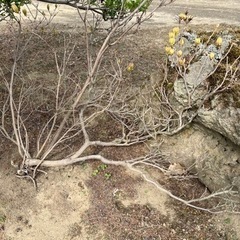 欲しい方、大切にしていただける方^_^庭木あげますの画像