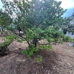 欲しい方、大切にしていただける方^_^庭木あげますの画像