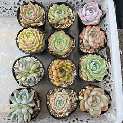 多肉植物色々あります【一時中断】
