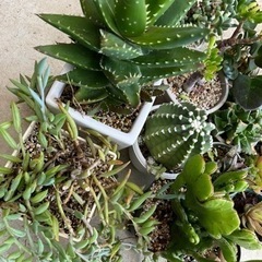 サボテン・多肉植物セットの画像