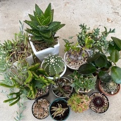 サボテン・多肉植物セット