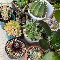 サボテン・多肉植物セットの画像