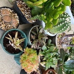 サボテン・多肉植物セットの画像