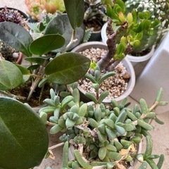 サボテン・多肉植物セットの画像