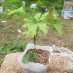 イチョウの苗３本