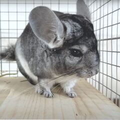 チンチラ里親募集 スタンダードグレー メス