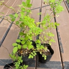 花の苗①  ノイバラの苗
