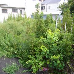 植木処分・草刈・伐採はサカモト・サービス（西宮市） - 剪定/造園