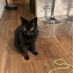 元気な黒猫ちゃん